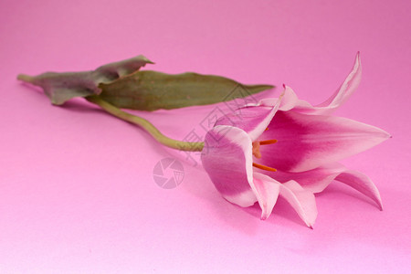 粉红色背景上的紫郁金香图片