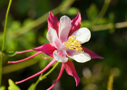 花园里的花耧斗菜特写图片