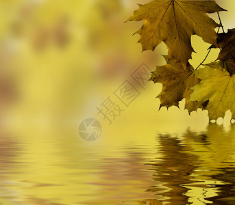 秋叶倒映在水中图片