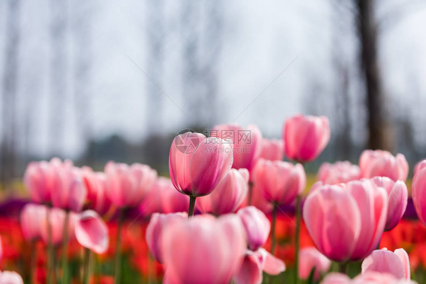 郁金香花美丽的郁金香花束五颜图片