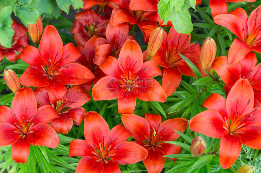 花园里美丽的红百合花图片