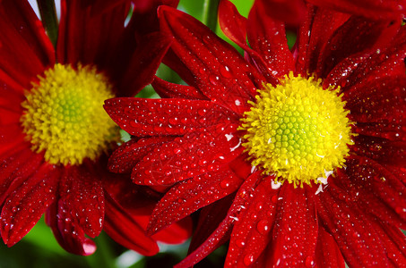 一束带水滴的新鲜野红花高清图片