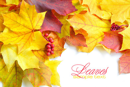 标本室色彩多的秋叶设计图片