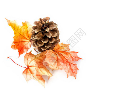 明亮多彩的秋叶与白色背图片