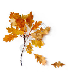 秋季作文橡树叶在柔和的背景上秋天图片