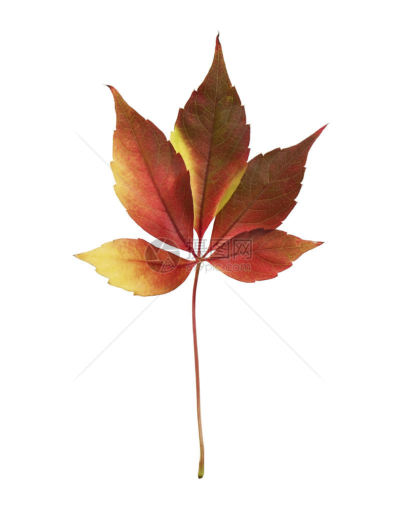 五颜六色的秋叶在白色背景下被隔离图片