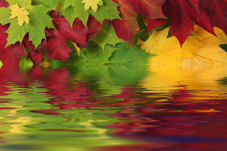 红黄绿秋叶在水中反射图片