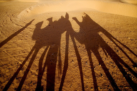 杜泽图尼西亚骆驼和撒哈拉沙漠中图片