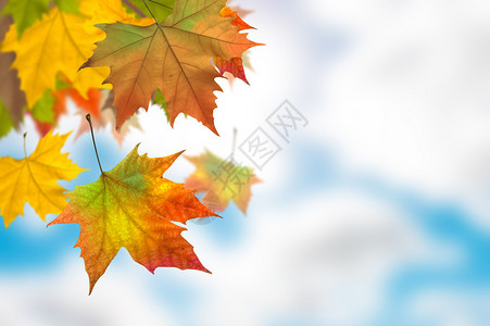 一棵树的生动的秋叶图片