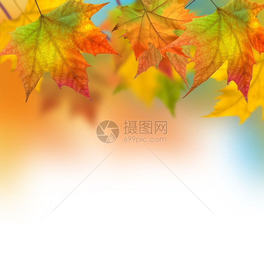 一棵的生动的秋叶图片