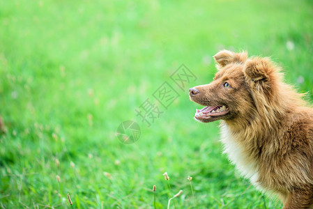 夏天绿色草地上的红狗图片