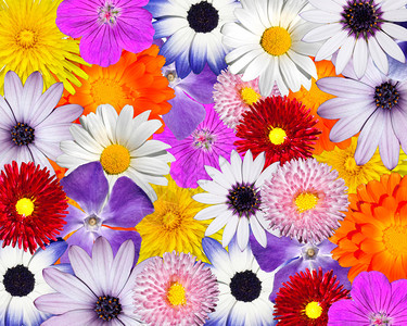 美丽的多色花朵背景多彩花图片