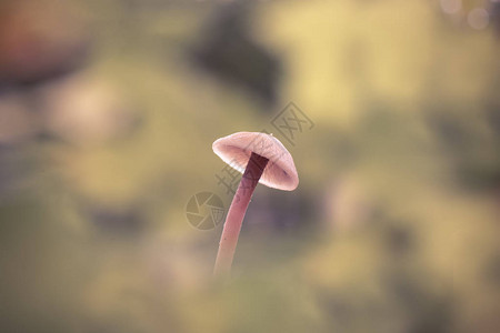 在森林中的蘑菇Mycena图片