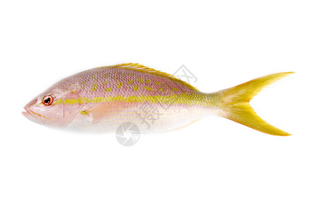 生黄尾鲷鱼上白色孤立图片