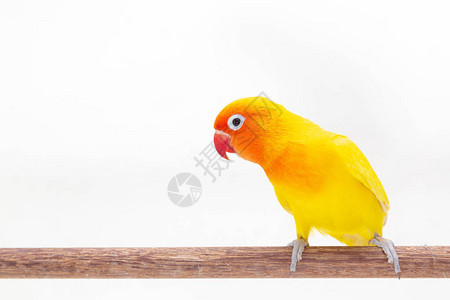 双黄色爱情鸟站在白色背景上的一块木头上背景图片