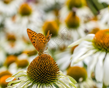 花蜜蜂和蝴蝶图片