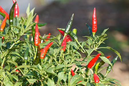 植物上成熟的红辣椒图片