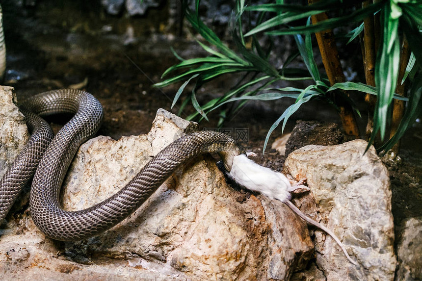 毒蛇在动物园里吃白老鼠图片