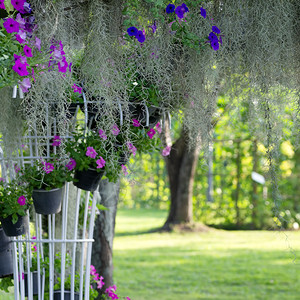 西班牙摩斯和紫花朵在花园图片