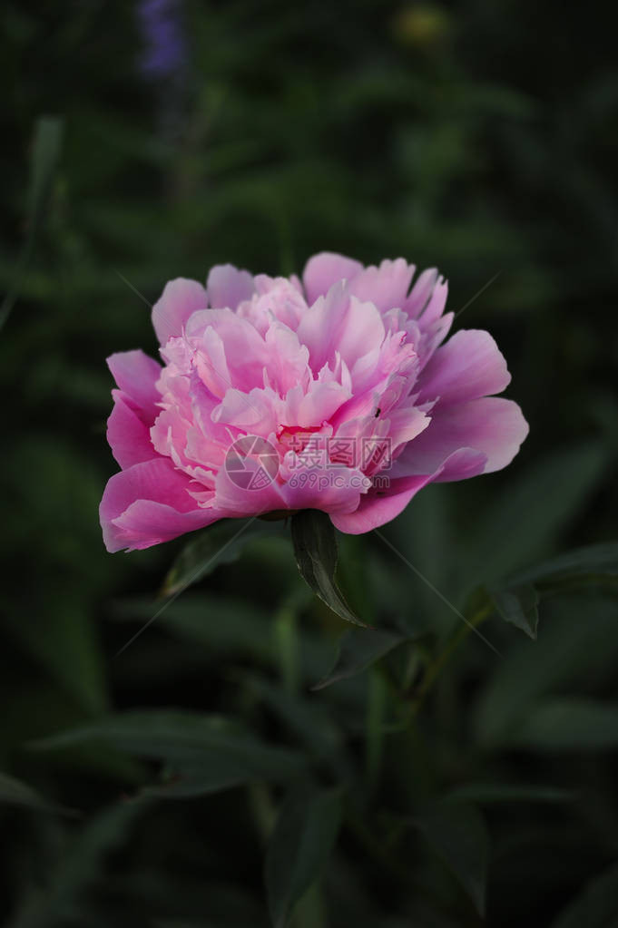 花坛中的牡丹花蕾图片