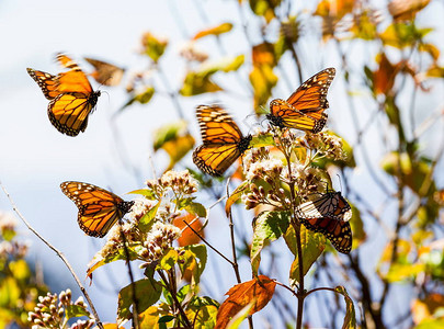 帝王蝶每年都会在美洲进行迁徙图片
