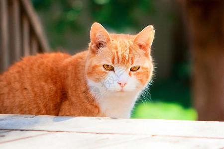 忧伤的红白家猫金眼睛坐在门廊上在阳图片