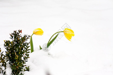 雪中的郁金香自图片