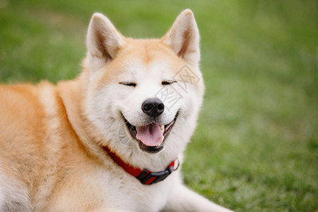 日本的AkitaInu狗在绿草坪上撒谎和微笑有选择的重点图片