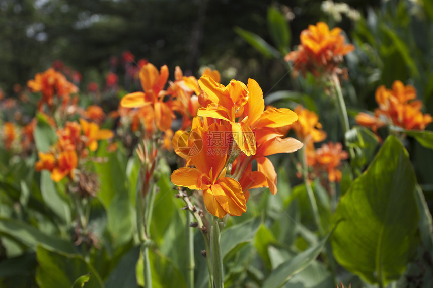 橙色美人蕉花卉植物图片