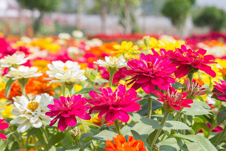 百日草花园中五颜六色的百日草花特写美丽的百日背景图片