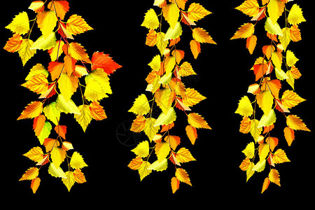秋天的叶子与黑色背景隔绝图片