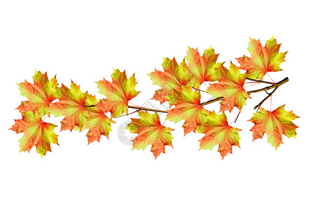 秋天枫叶的树枝在白色背景下被隔离图片