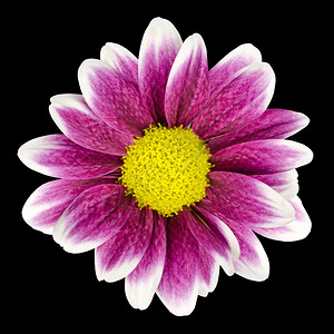 紫色Dahlia花朵图片
