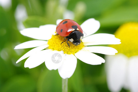 瓢虫坐在花上背景图片