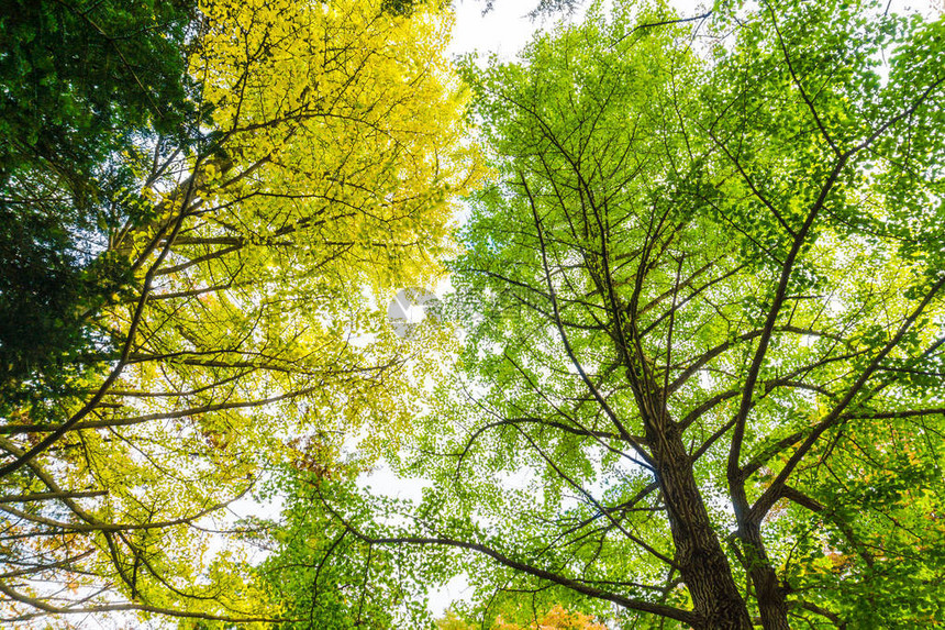 黄色秋天树枝背景自然叶子图片