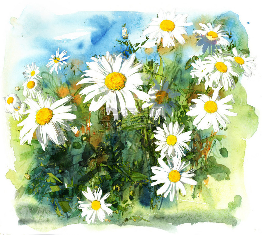 Daisy花园水彩色和混合图片