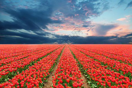 荷兰红郁金香田图片