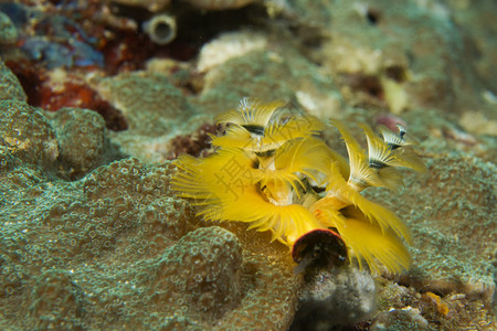 菲律宾宿务珊瑚中的黄色图片