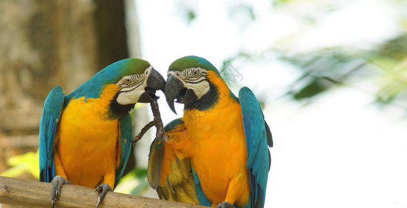 厄瓜多尔亚马逊树枝上的一对金刚鹦鹉图片