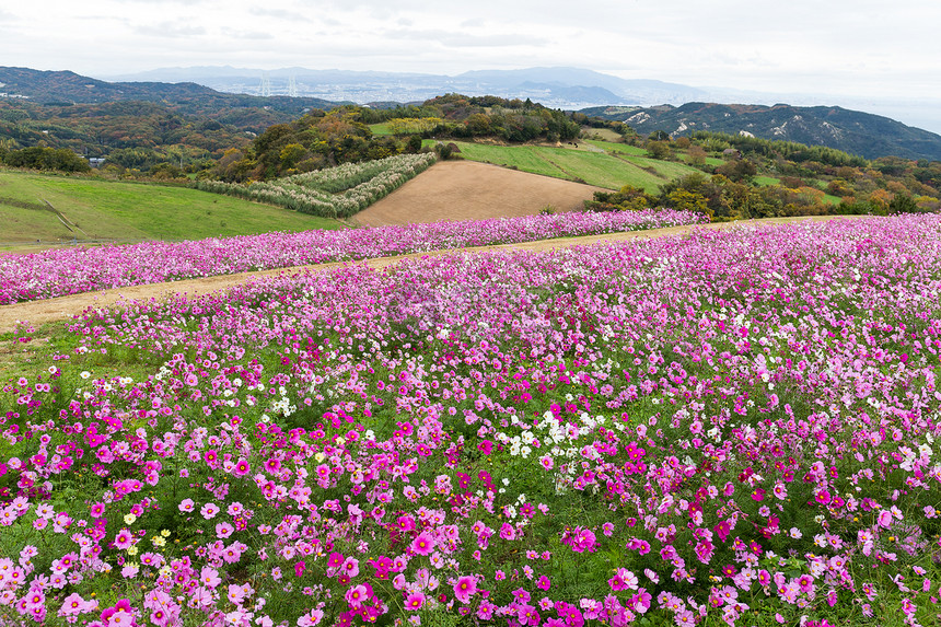 日本的波斯菊花卉农场图片