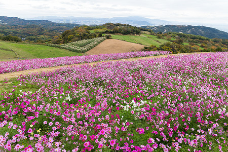 日本的波斯菊花卉农场图片