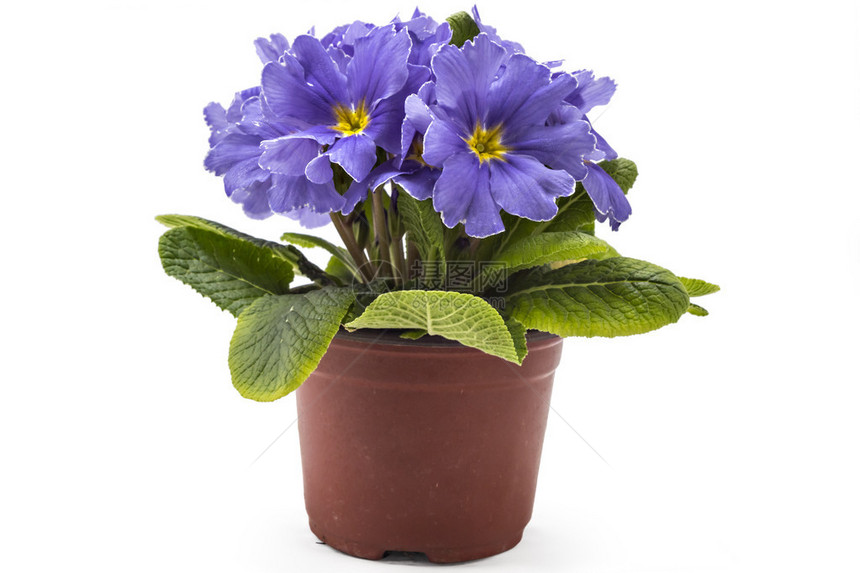 紫色春棱花白底孤立的花盆中的图片
