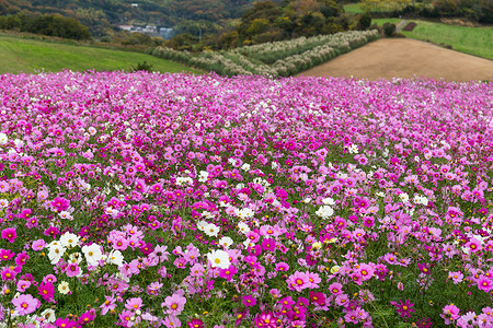 日本盛开的波斯菊花图片