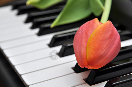 钢琴上的郁金香图片