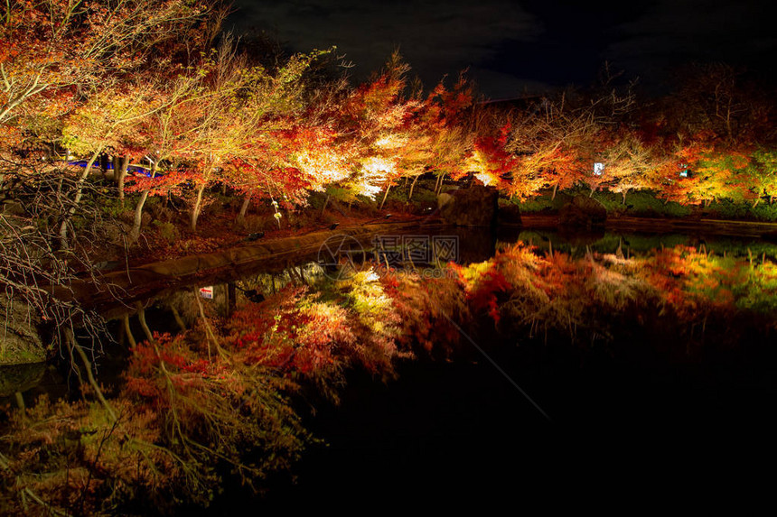 日本名古屋秋季公园的枫树在夜间的冬季照明上命名为Nabananosato日本最大的照明公园之一图片