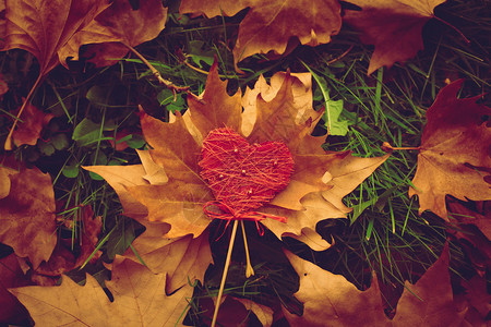 秋叶和草地的心脏特图片
