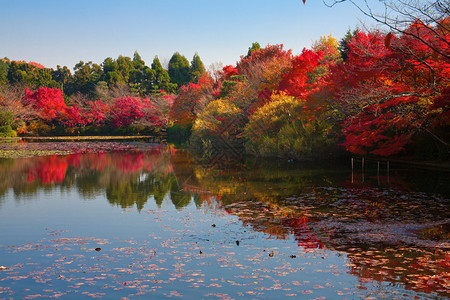 日本京都的日本庭园背景图片