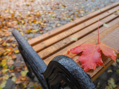 秋天的长椅在落叶的城市图片