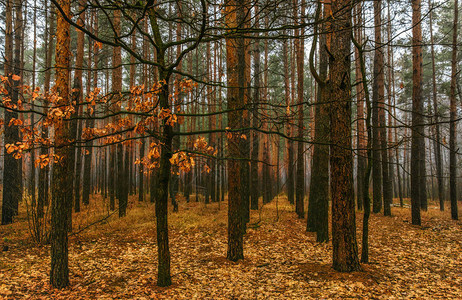 在秋天的森林中行走秋色秋天的情图片