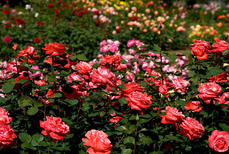 花园里盛开的粉红玫瑰图片